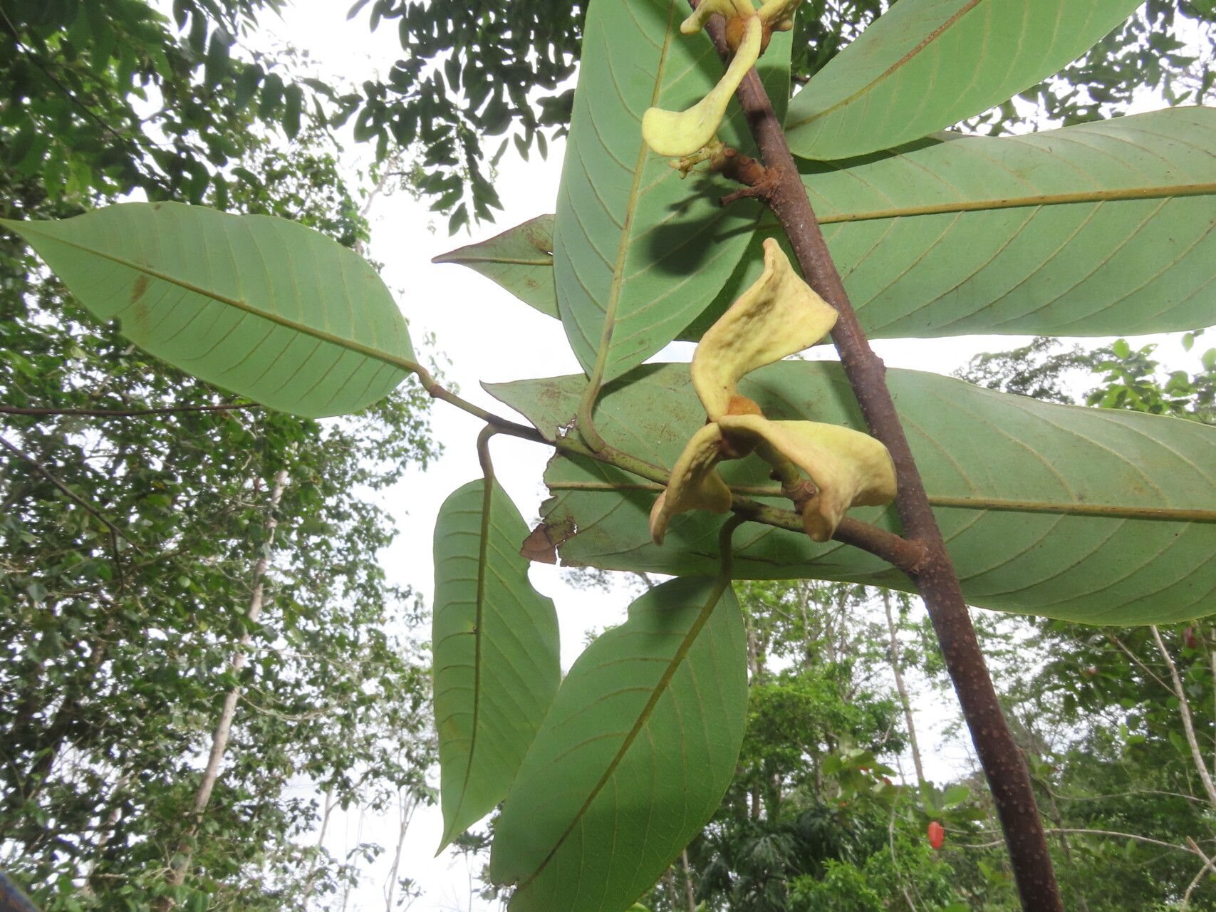 Annona papilionella — search result for 'Annona'