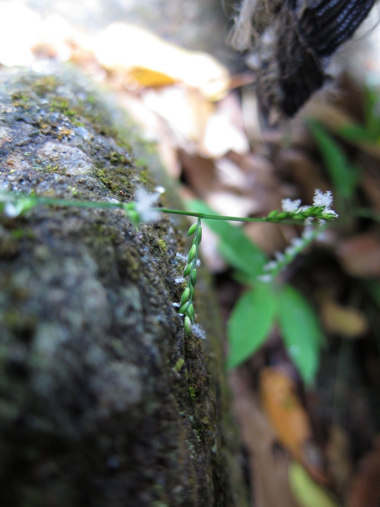 Acroceras boivinii — related species from the same genus