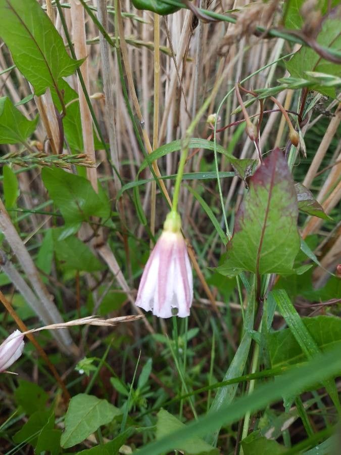 Calystegia purpurata flower