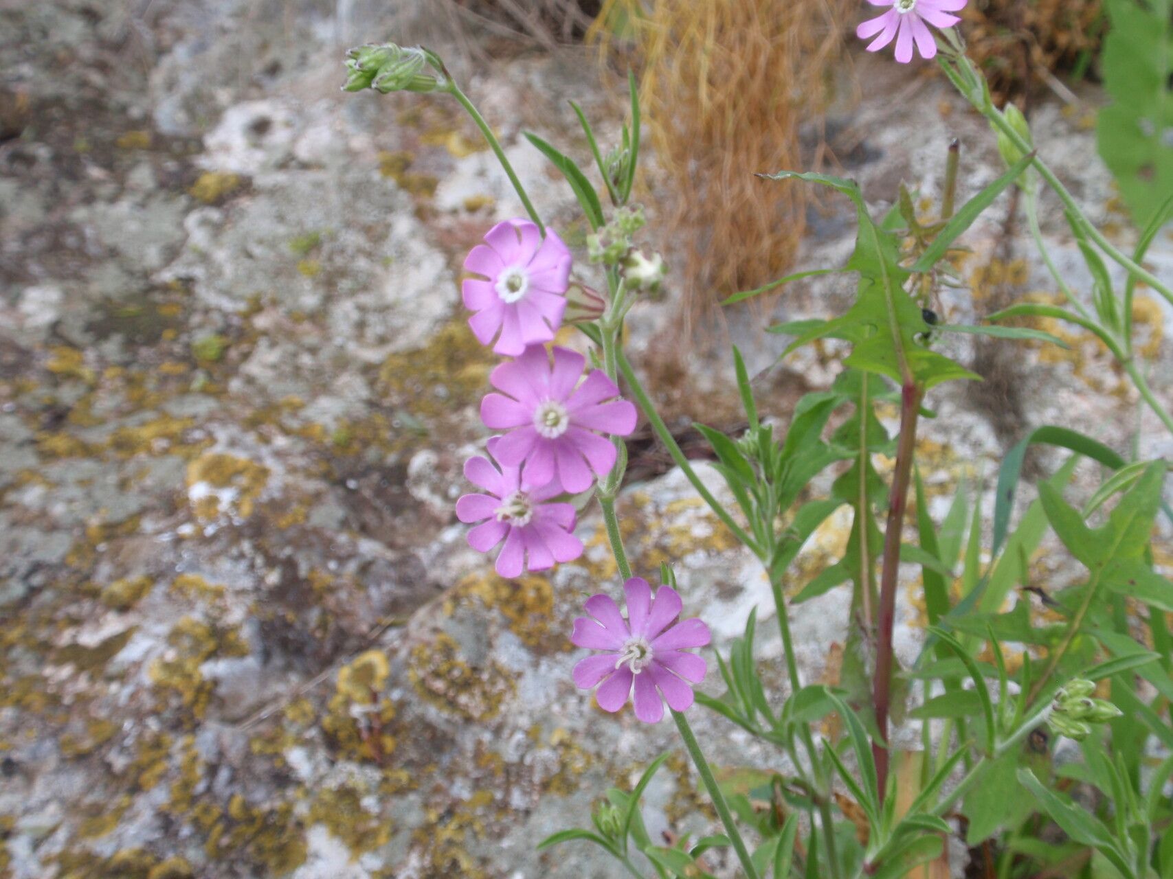 Silene hifacensis flower