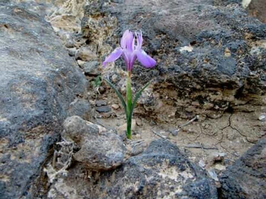 Iris postii — houseplant care guide