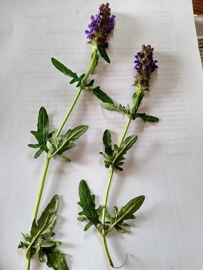 Prunella x giraudiasii — search result for 'Prunella'