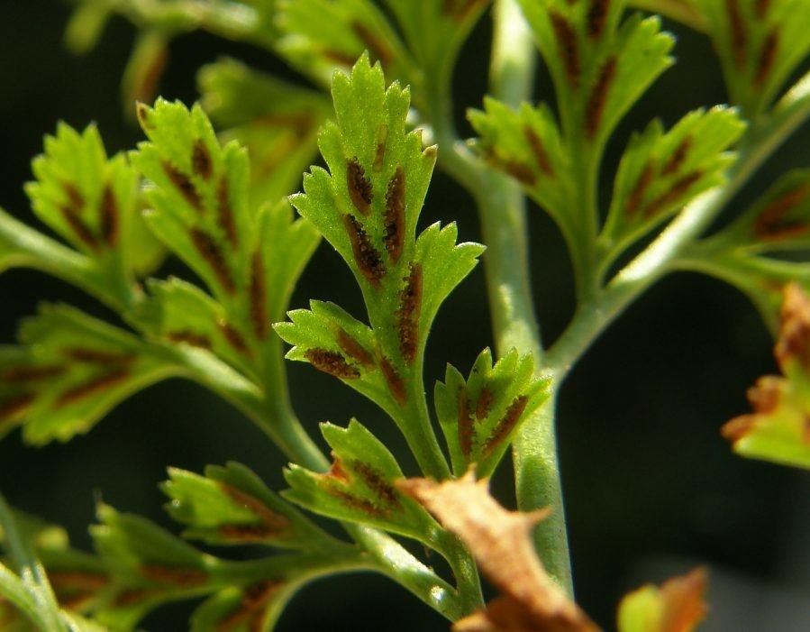 Asplenium cuneifolium fruit