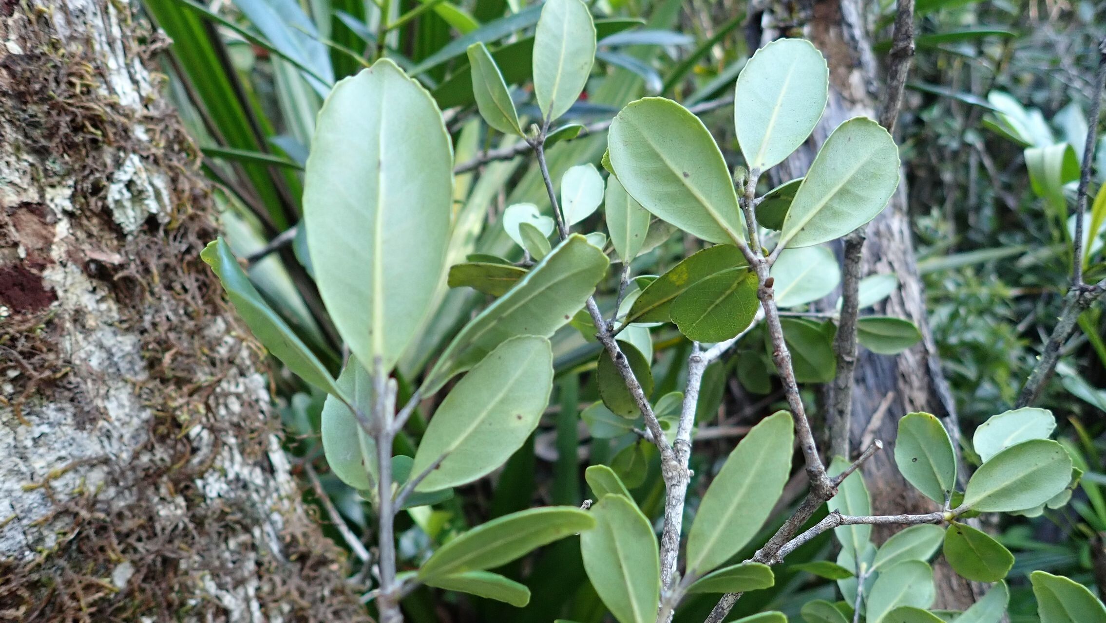 Pancheria alaternoides leaf