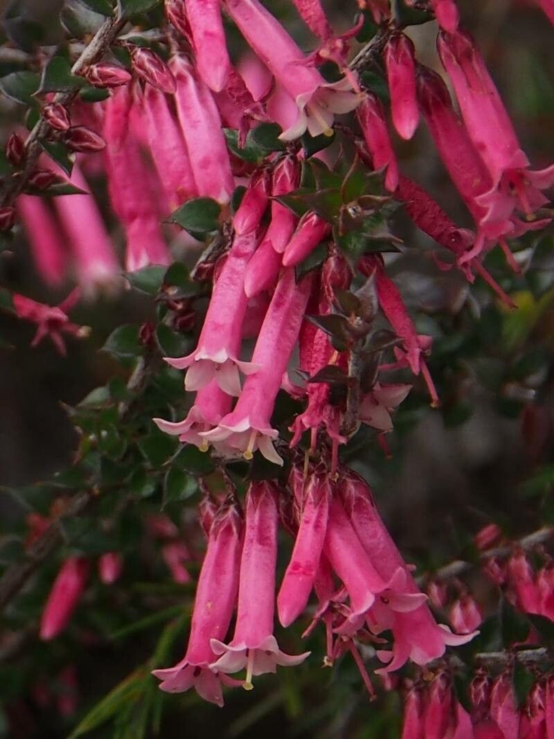Epacris reclinata flower
