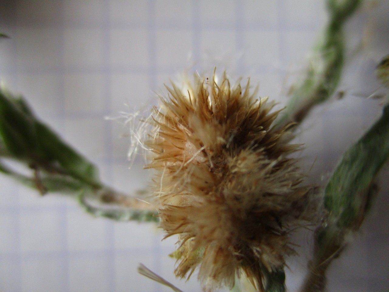 Filago arvensis fruit