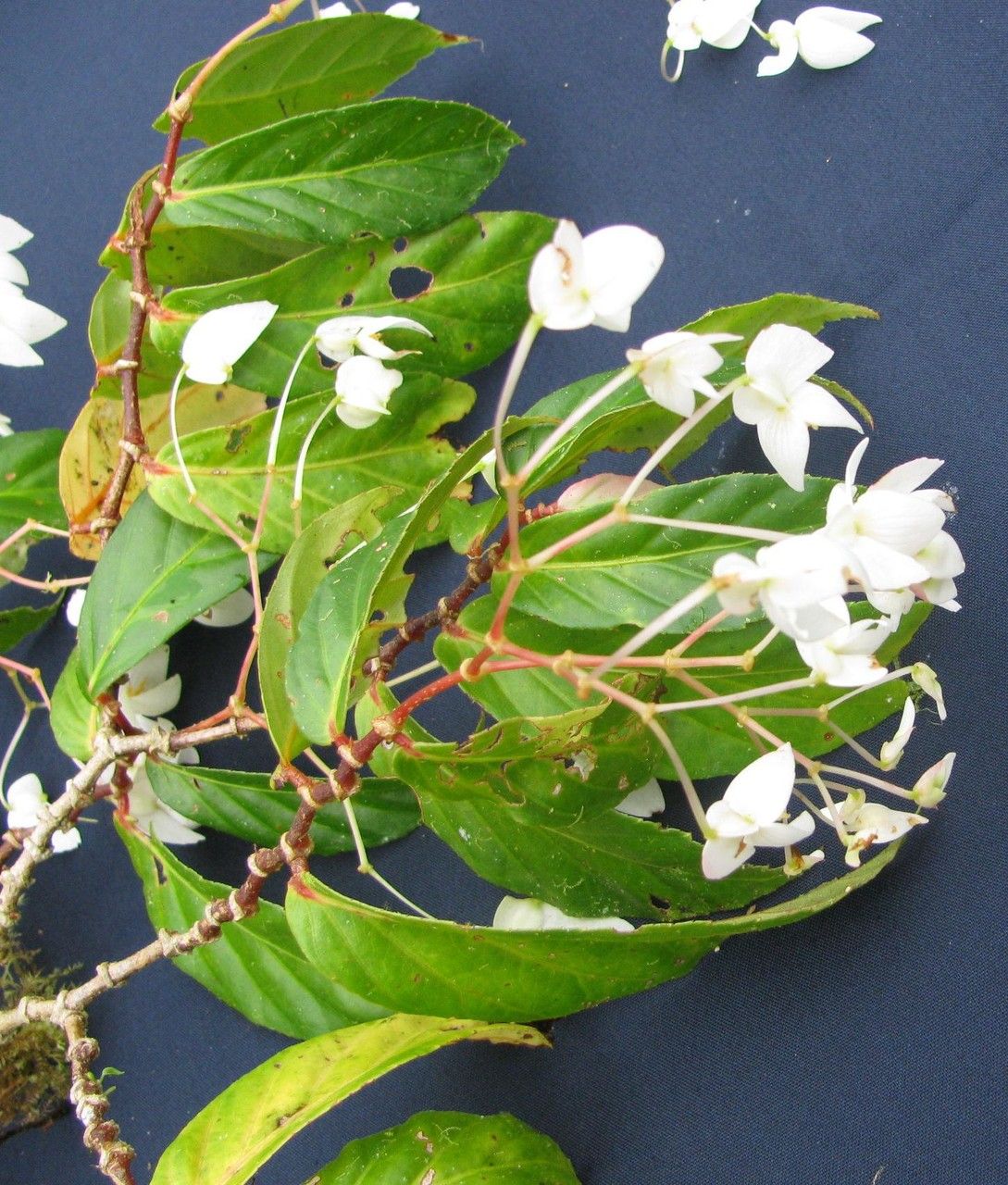 Begonia estrellensis other