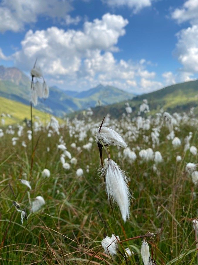 Eriophorum angustifolium fruit