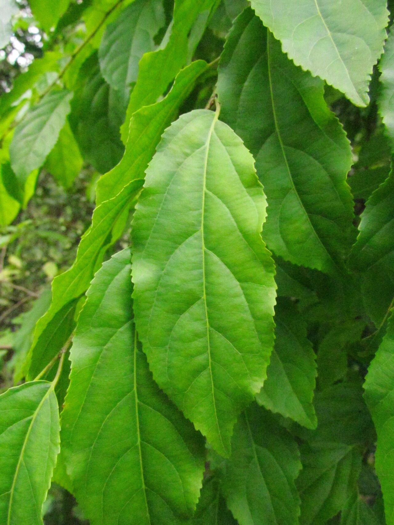 Casearia obliqua — houseplant care guide