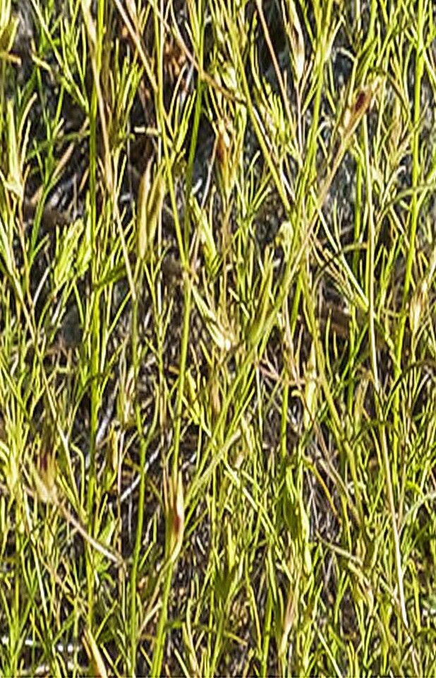 Cordylanthus tenuis — related species from the same genus