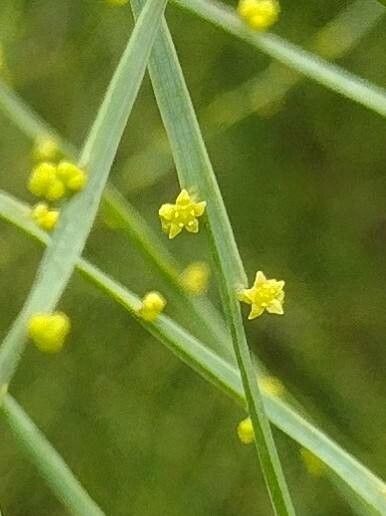 Exocarpos cupressiformis flower