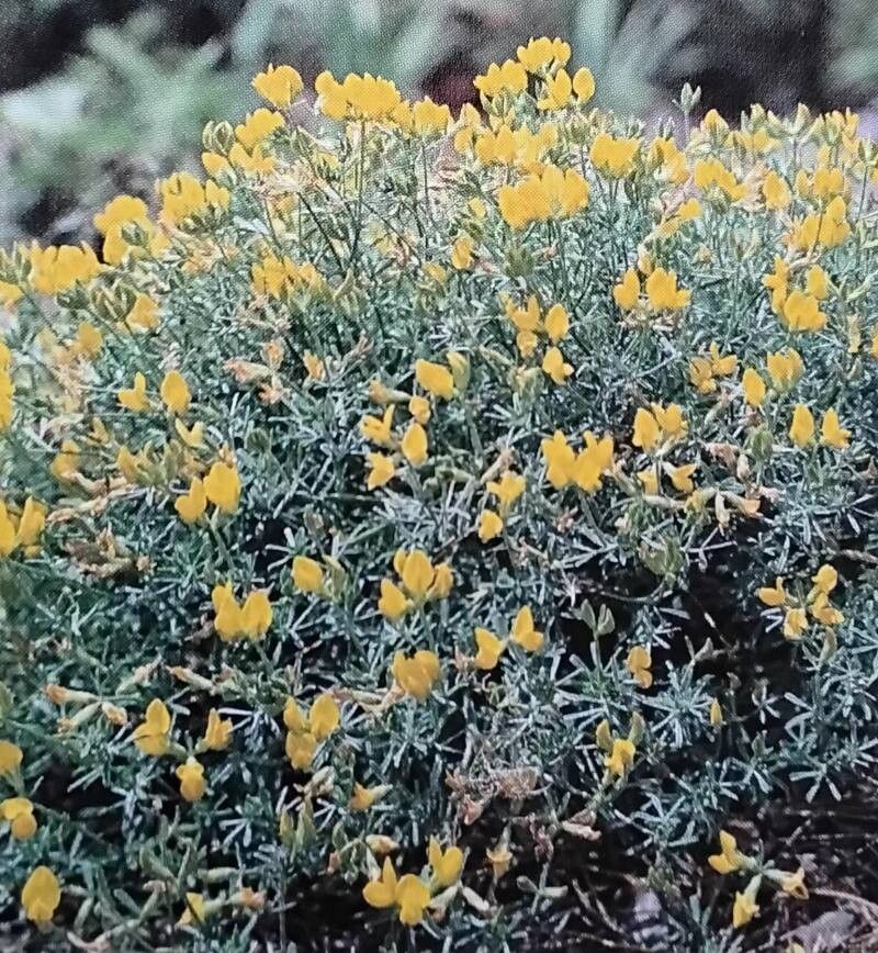 Lotus spartioides habit