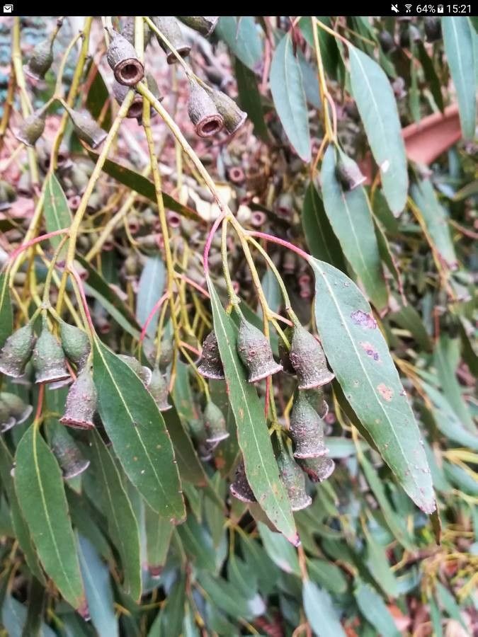 Eucalyptus urnigera — search result for 'Eucalyptus'