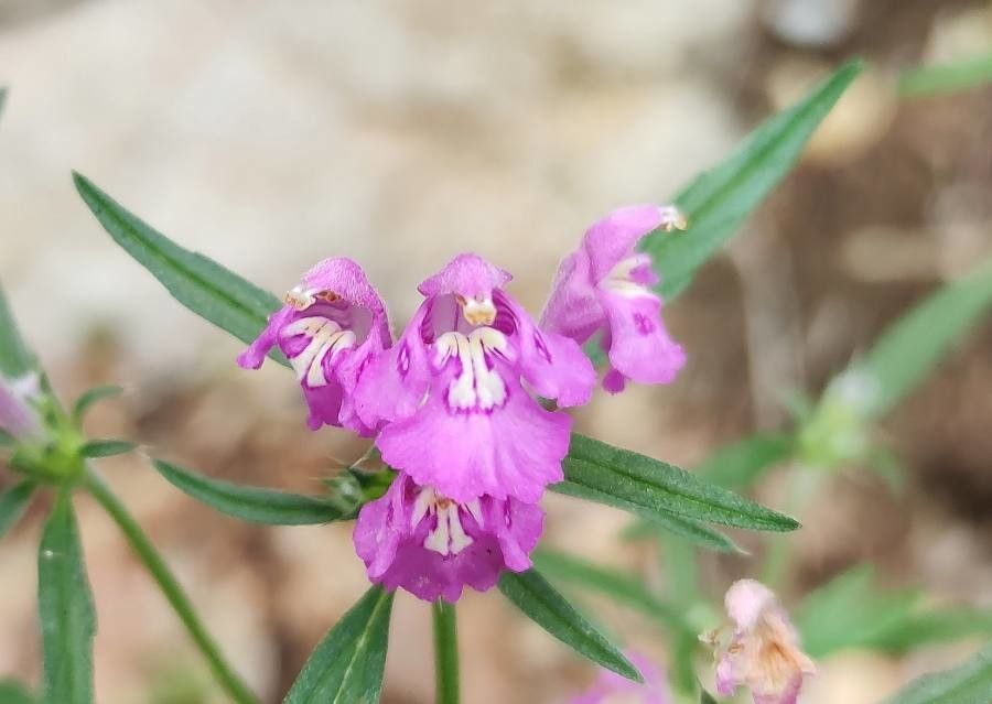 Galeopsis ladanum flower