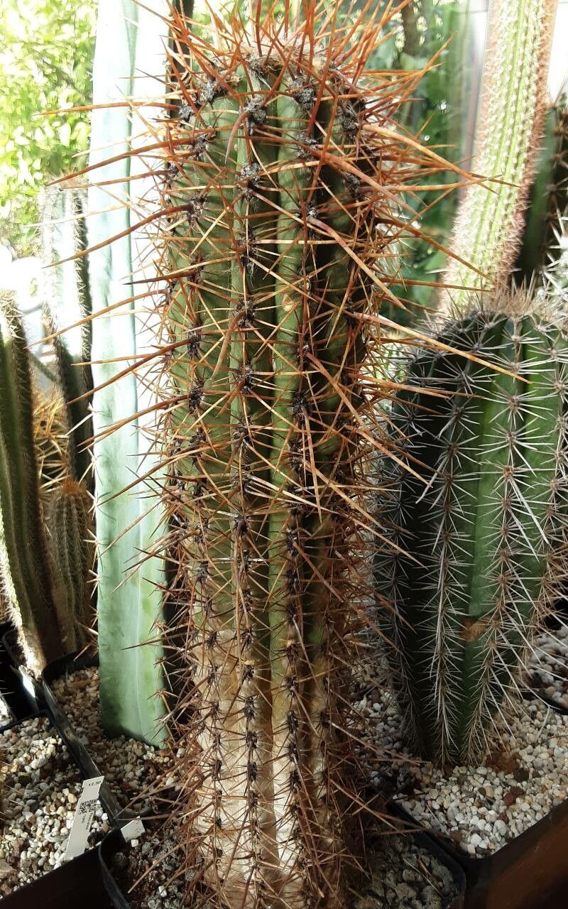 Oreocereus celsianus bark