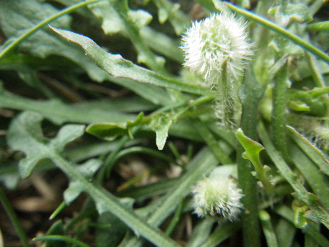Hypochaeris robertia fruit