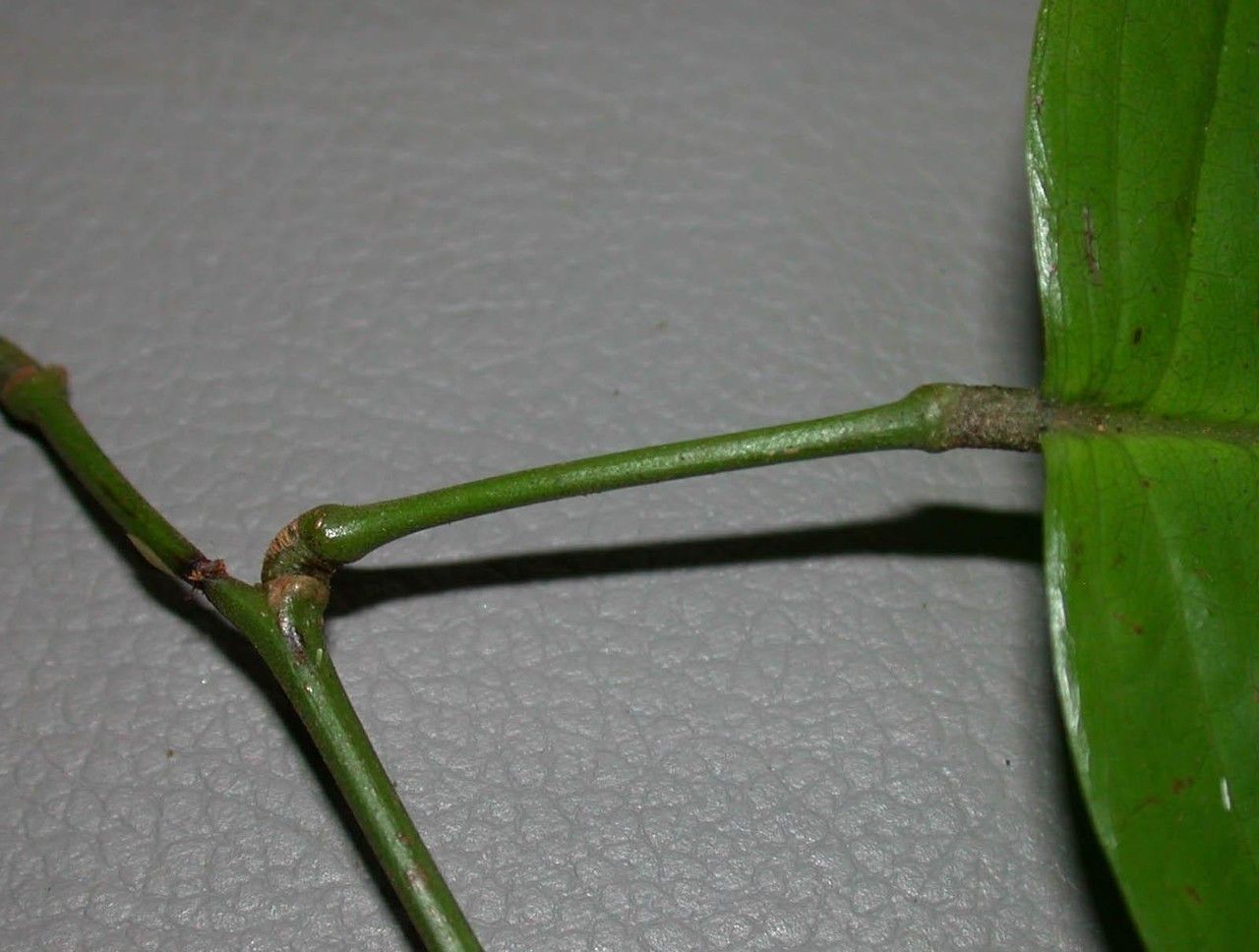 Dalbergia ovalis — search result for 'Dalbergia'