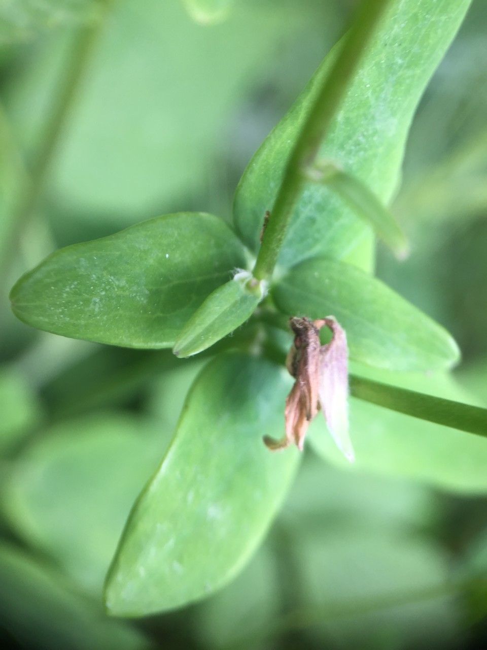 Sabatia angularis leaf