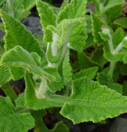 Calceolaria plectranthifolia — houseplant care guide