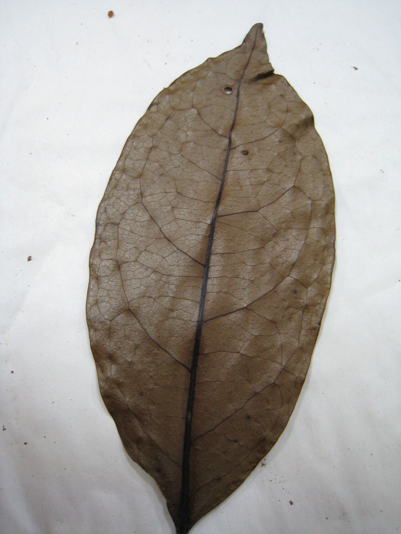Tapura guianensis other