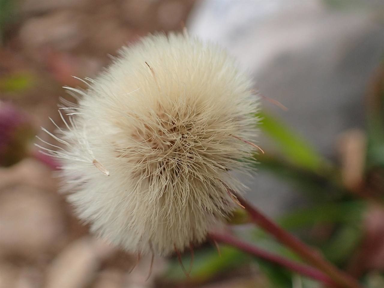 Erigeron alpinus fruit