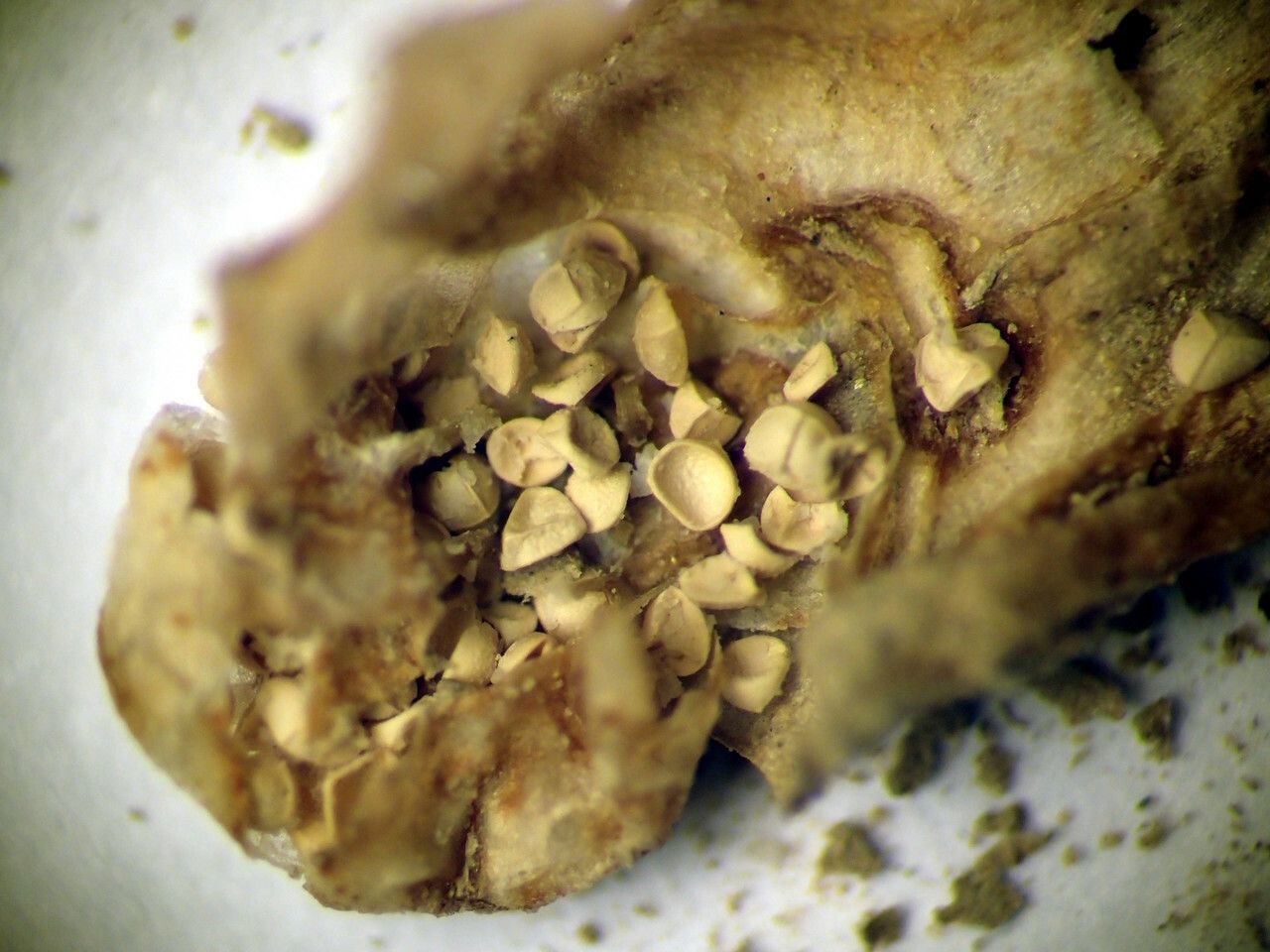 Isoetes longissima fruit