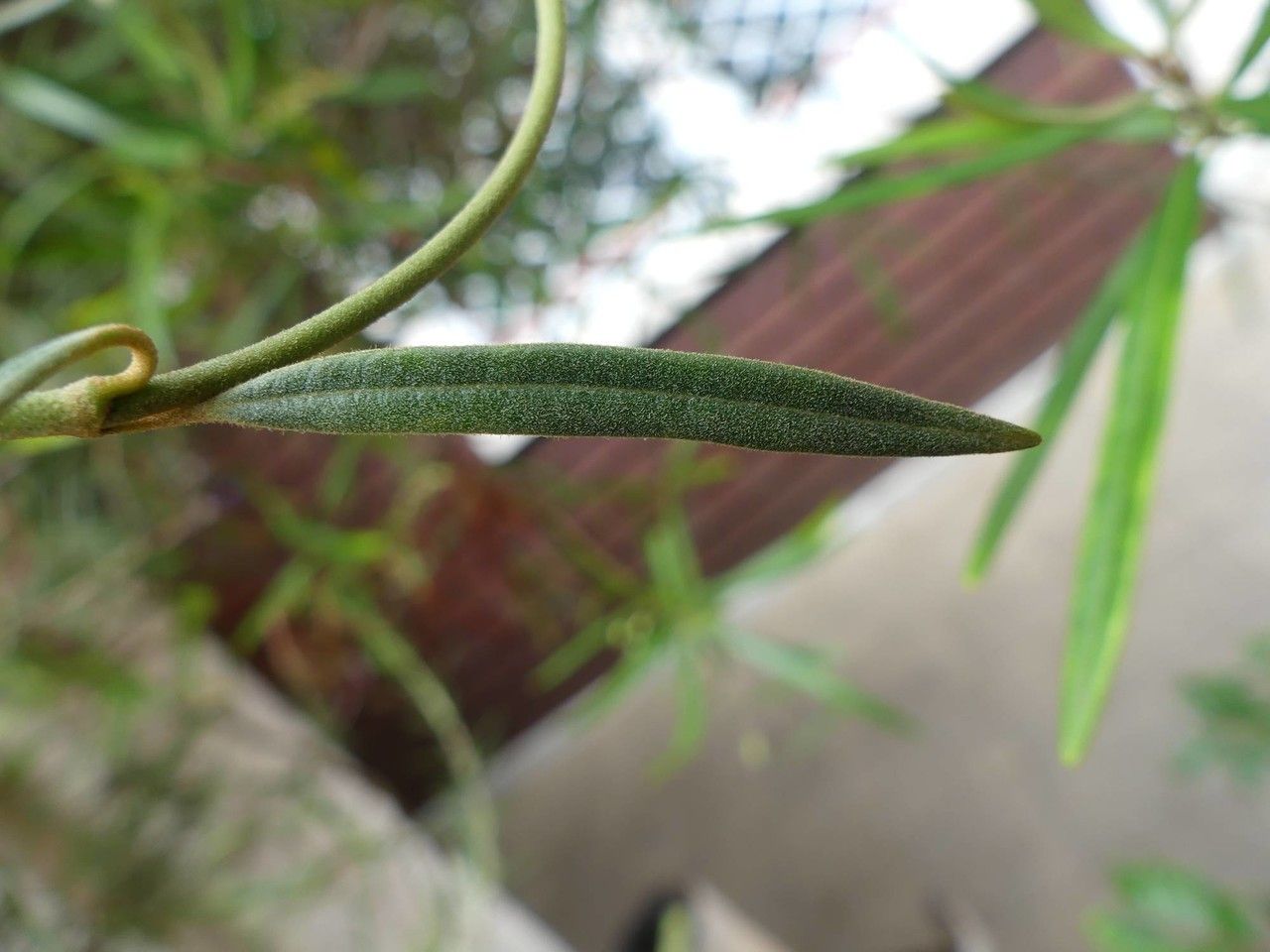 Secamone volubilis leaf