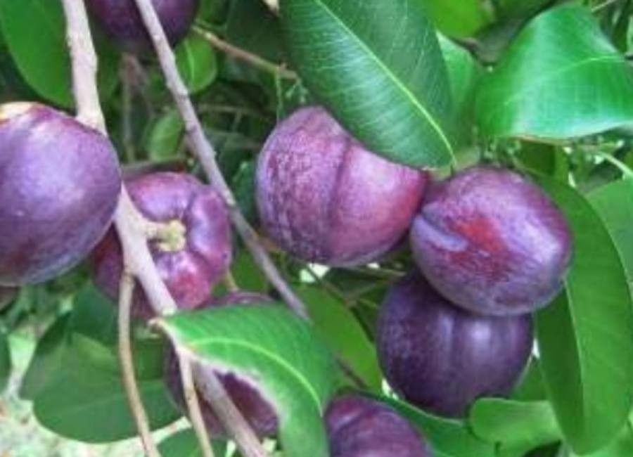 Planchonella australis fruit
