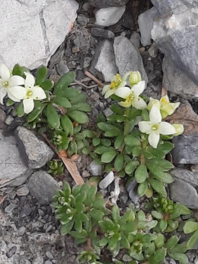 Galium megalospermum habit
