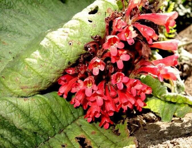 Streptocarpus dunnii flower
