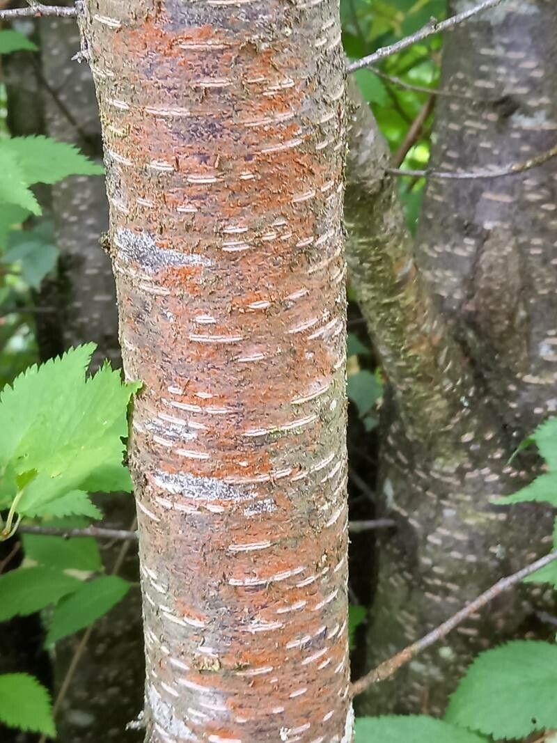 Prunus maximowiczii bark