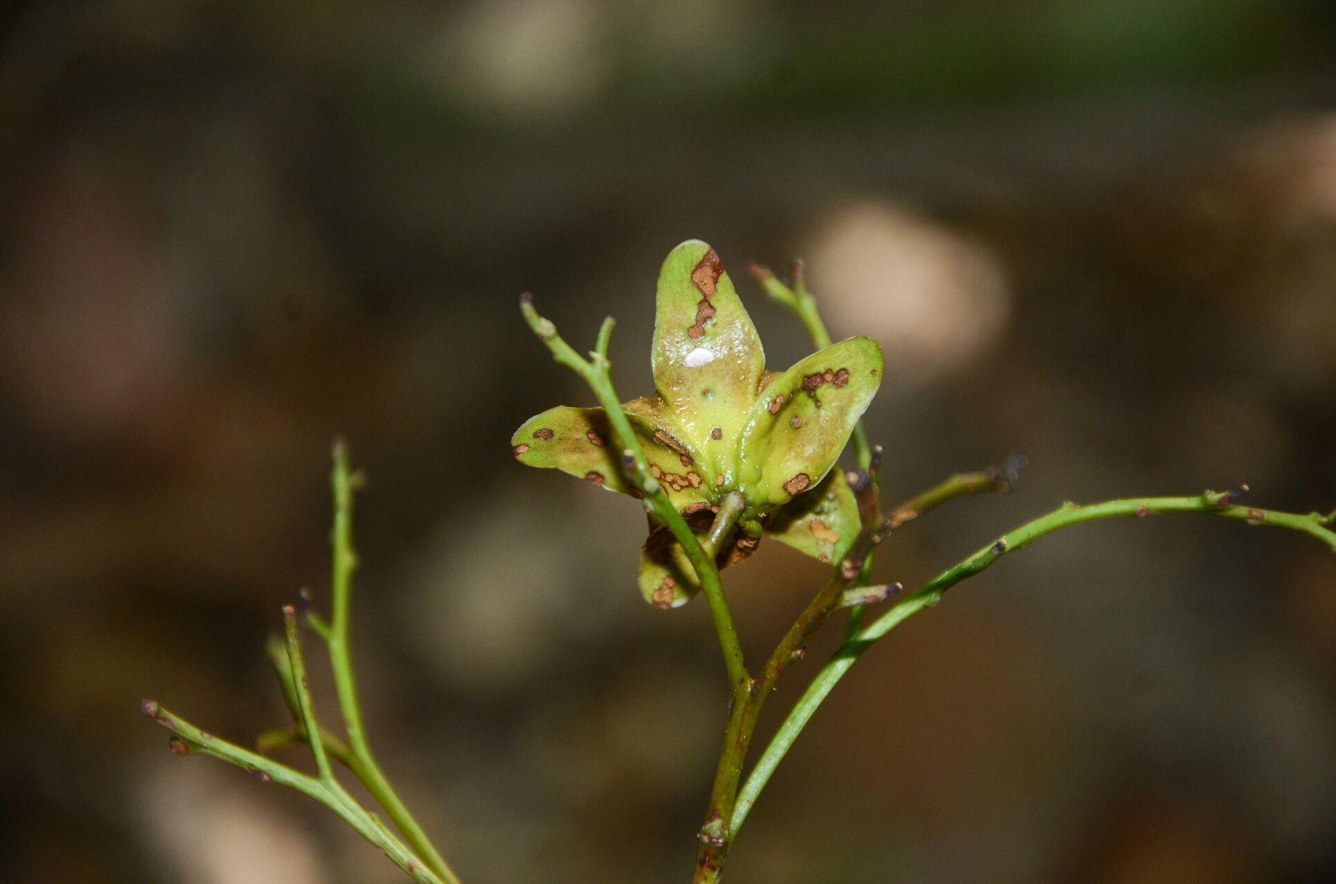 Ancistrocladus ealaensis — related species from the same genus