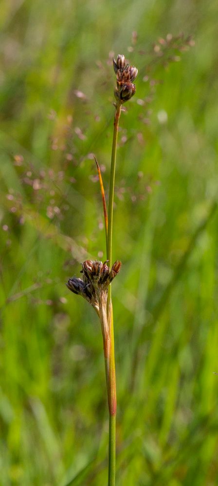 Juncus squarrosus flower