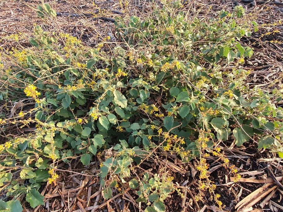 Triumfetta flavescens habit