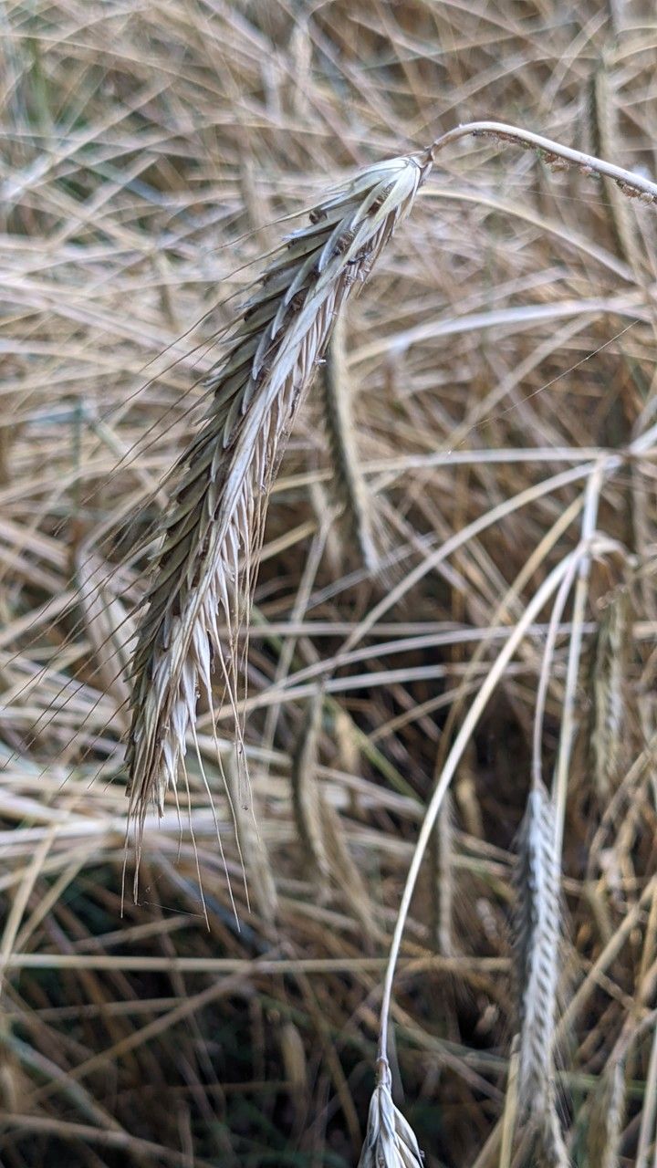 Secale cereale flower