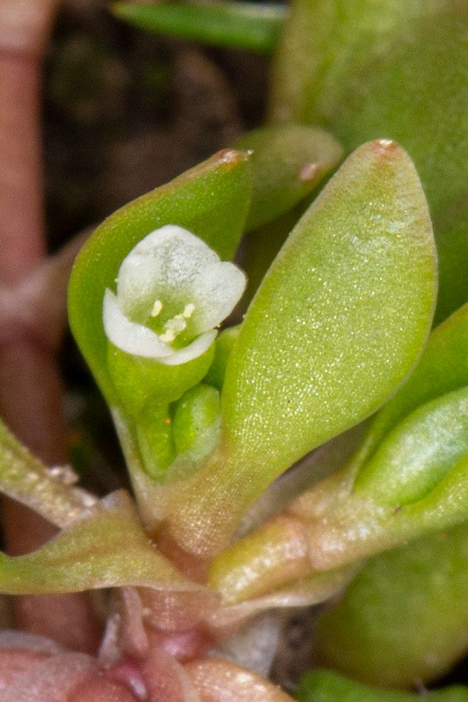Montia arvensis flower