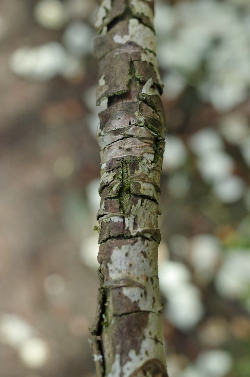 Rhododendron grande bark