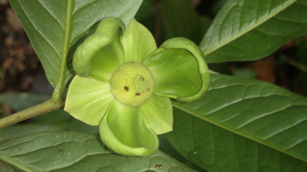 Cymbopetalum costaricense flower