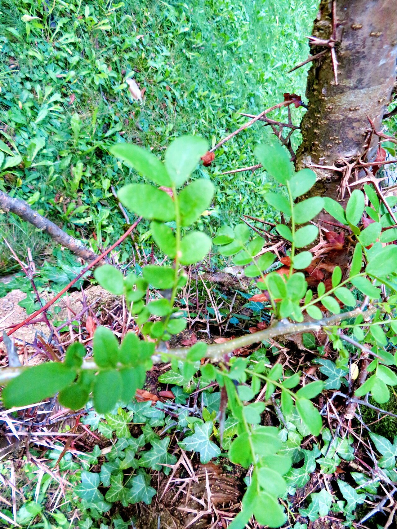 Gleditsia caspica leaf