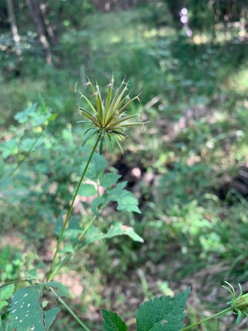 Bidens riparia fruit