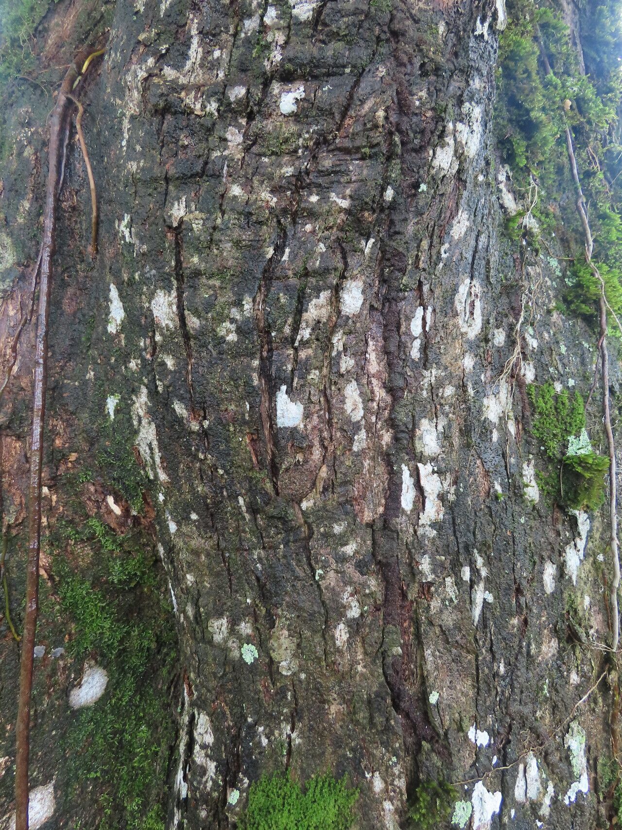 Dalbergia melanocardium bark