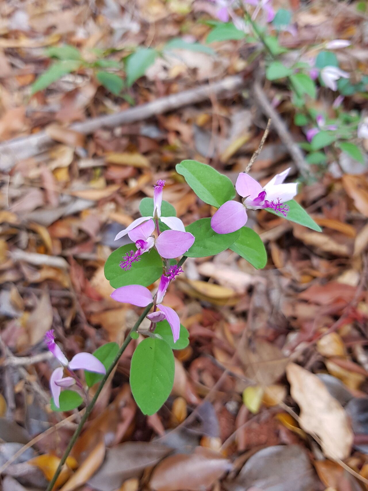 Polygala macroptera flower