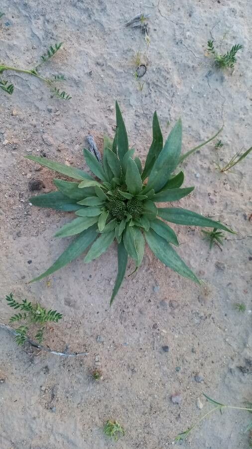 Gymnarrhena micrantha habit