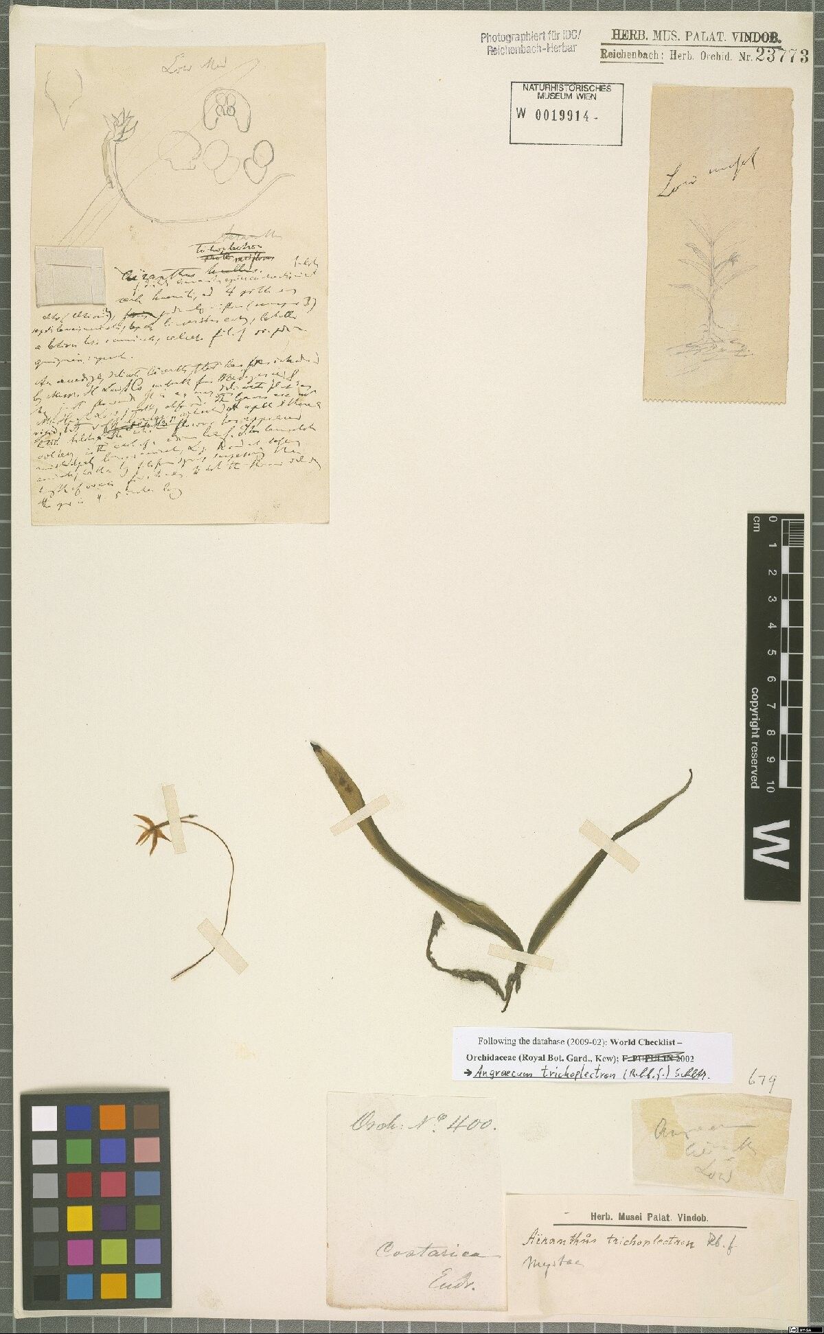 Angraecum trichoplectron — houseplant care guide