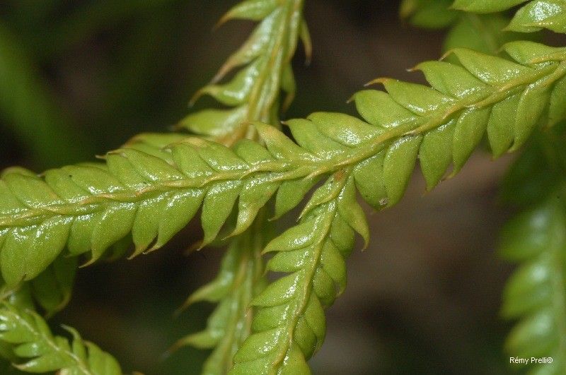Pseudodiphasium volubile — search result for 'Lycopodium'