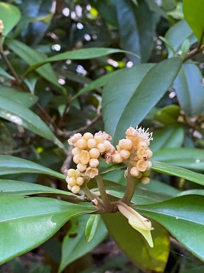 Myrcia cerqueiria — houseplant care guide