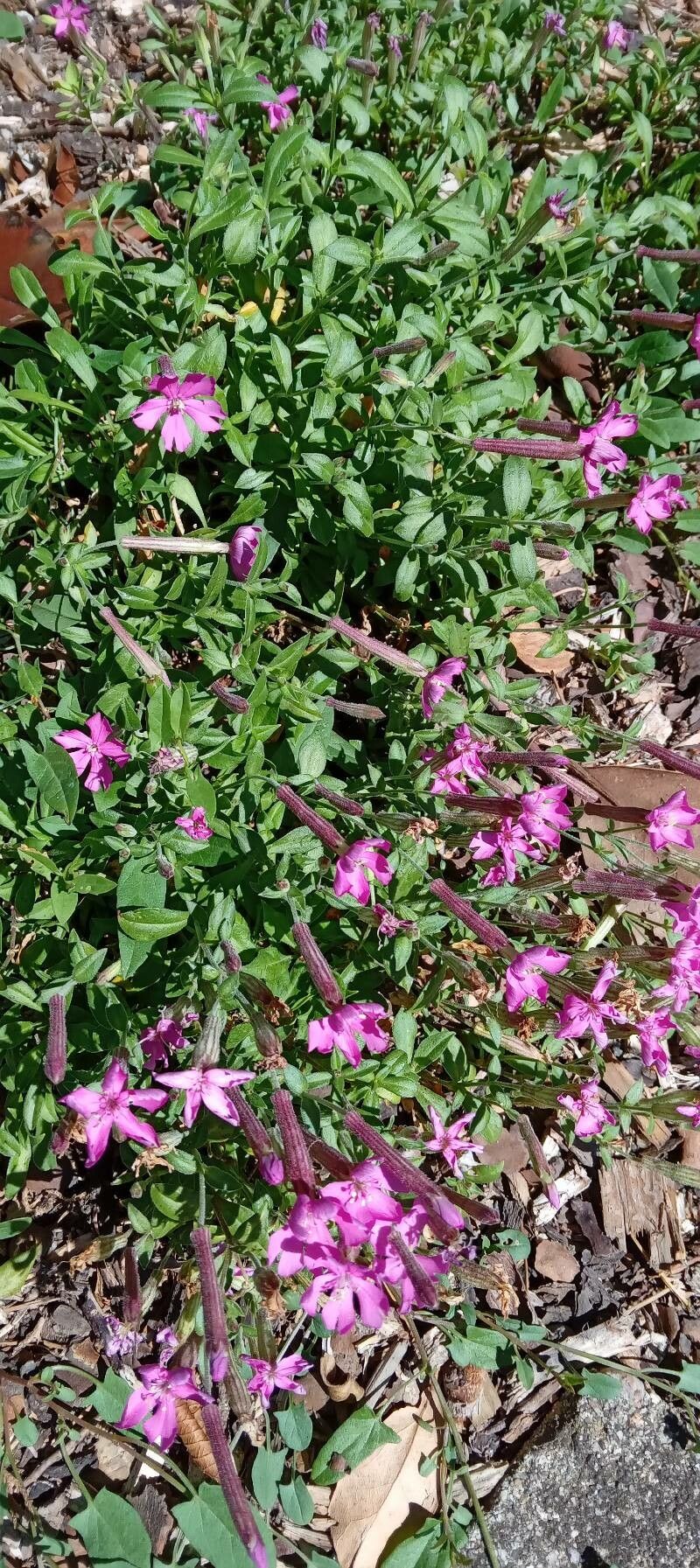 Silene schafta habit