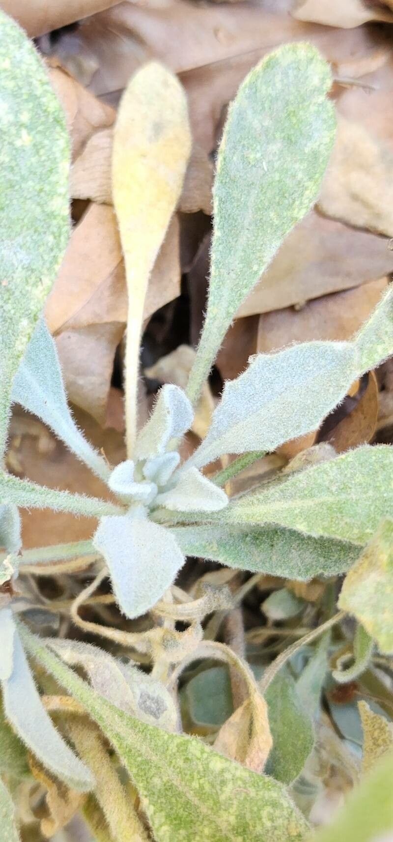 Fibigia macrocarpa — related species from the same genus