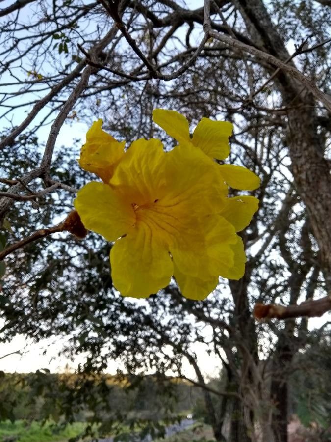 Handroanthus albus flower