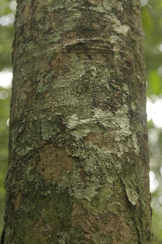 Licania latistipula bark